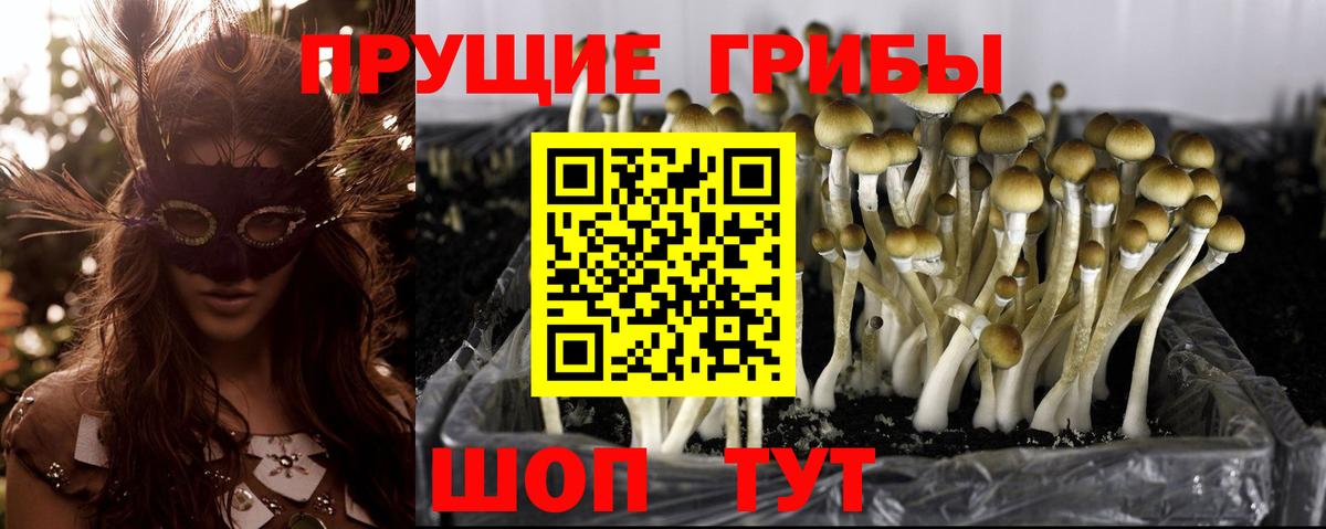 Псилоцибиновые грибы GOLDEN TEACHER  Вход с VPN  закладки  Североморск 