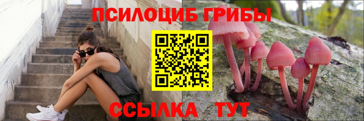 Галлюциногенные грибы Psilocybine cubensis Североморск